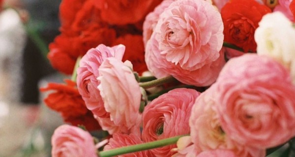 Daisy Flowerfarm: местные анемоны и ранункулюсы для букета невесты Daisy Flowerfarm: местные анемоны и ранункулюсы для букета невесты