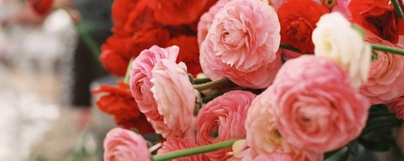 Daisy Flowerfarm: местные анемоны и ранункулюсы для букета невесты Daisy Flowerfarm: местные анемоны и ранункулюсы для букета невесты