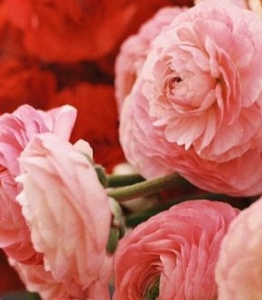 Daisy Flowerfarm: местные анемоны и ранункулюсы для букета невесты Daisy Flowerfarm: местные анемоны и ранункулюсы для букета невесты